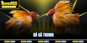 Đá Gà Thomo | Ưu Điểm & Kinh Nghiệm Chơi Dễ Thắng Tại Good88